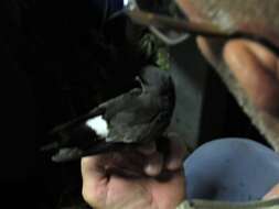 Image of British Storm Petrel