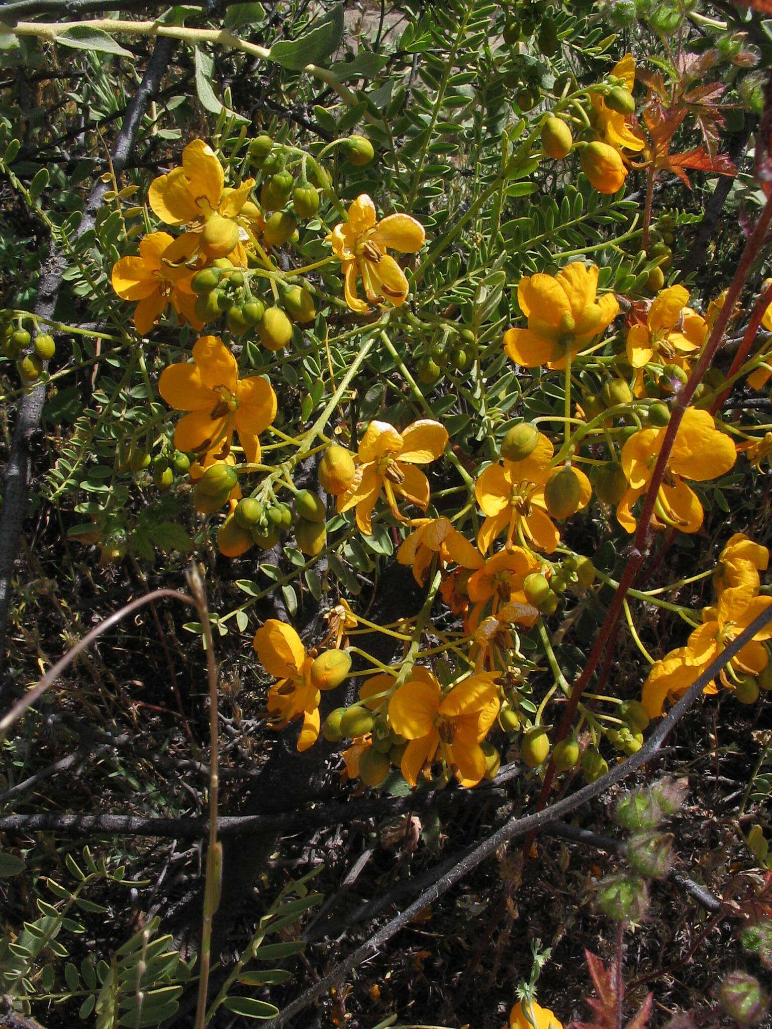 Senna birostris (Vogel) H. S. Irwin & Barneby resmi