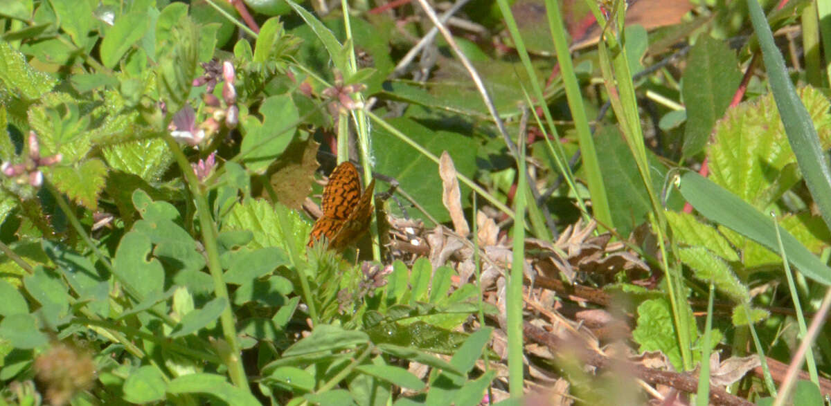 Image of Western Meadow Fritillary