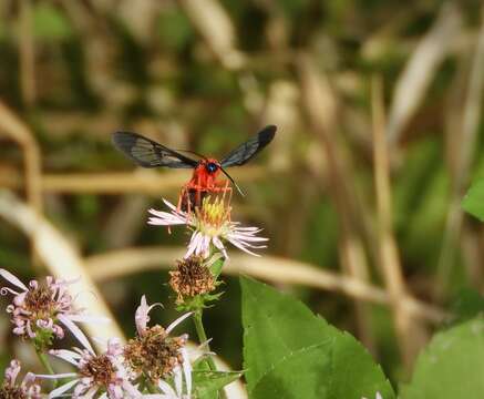 Слика од Cosmosoma myrodora Dyar 1907