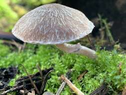 Imagem de Psathyrella pennata (Fr.) A. Pearson & Dennis 1948