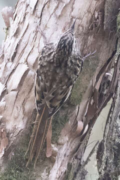 Image of Brown-throated Treecreeper