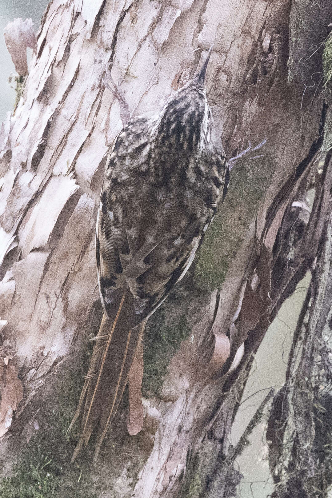 Image of Brown-throated Treecreeper