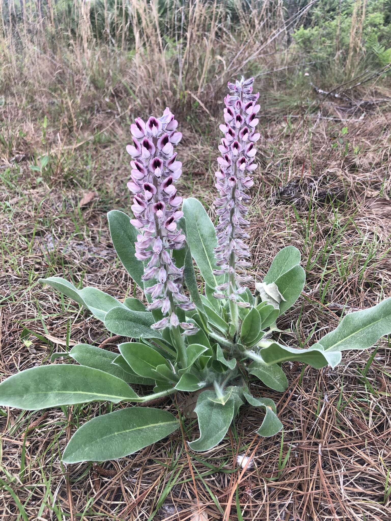 Imagem de Lupinus villosus Willd.