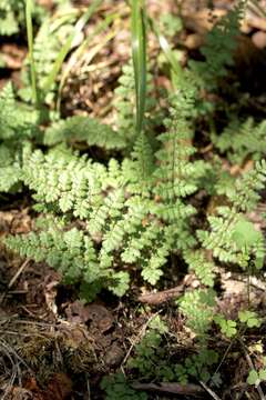 Image of Myriopteris lanosa (Michx.) Grusz & Windham