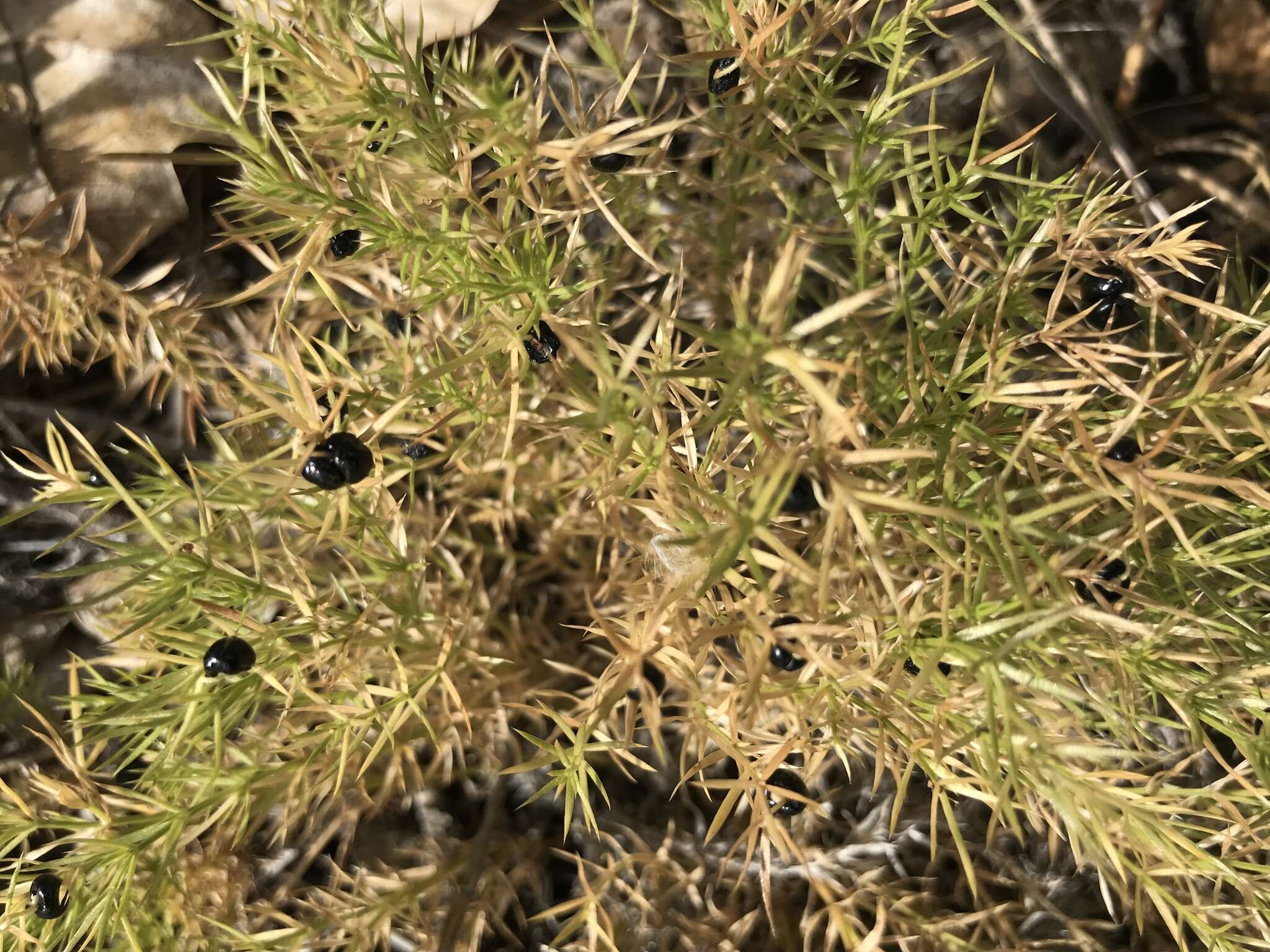 Image of Andrews' bedstraw