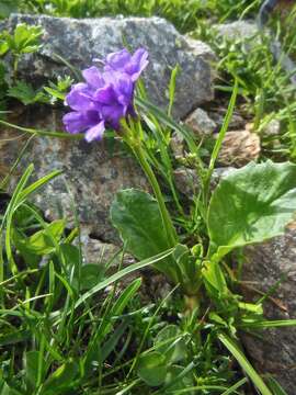 Primula latifolia Lapeyr. resmi