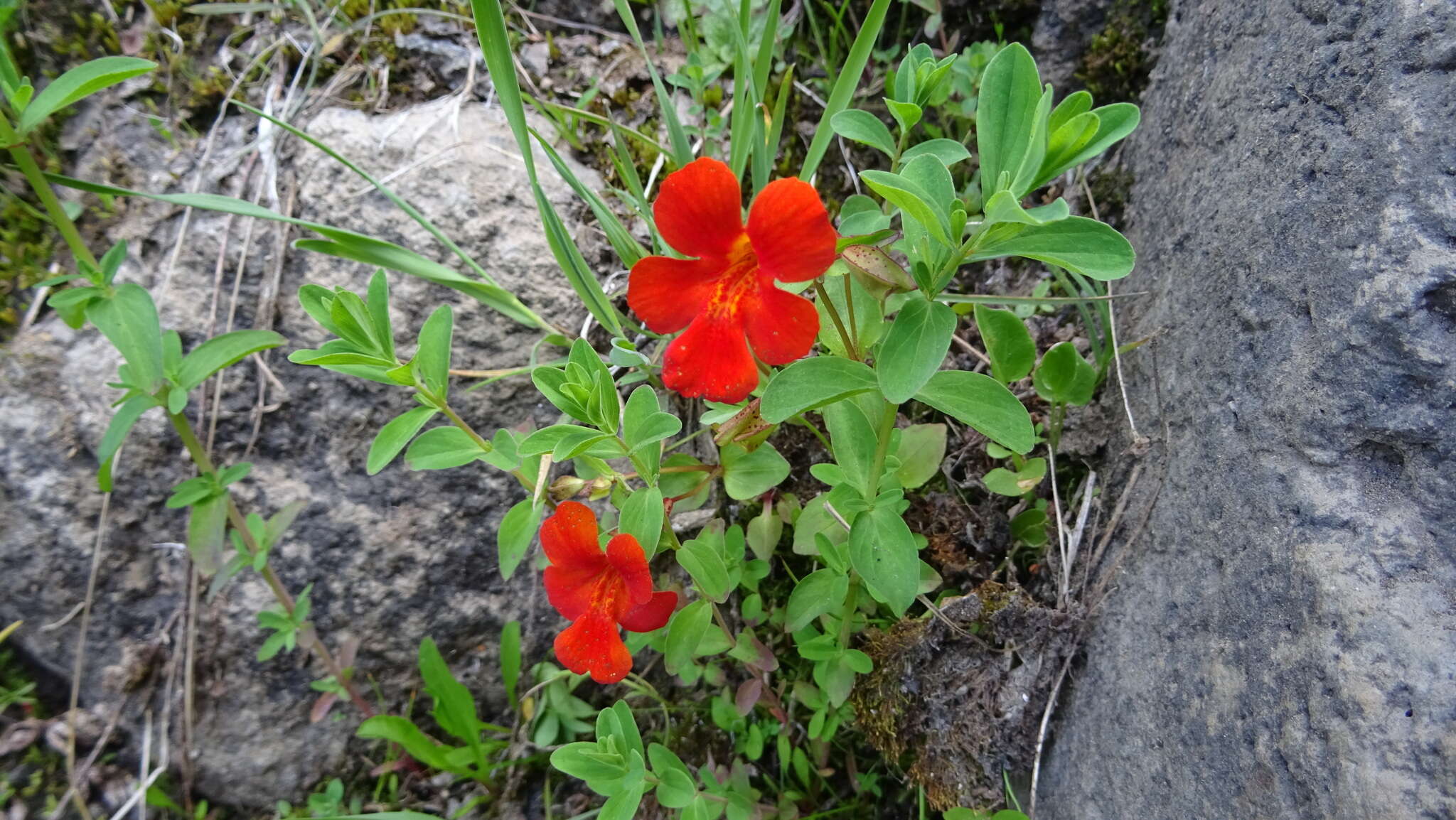 Image of Erythranthe cuprea (Dombrain) G. L. Nesom