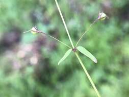 Image of Small-flower Tonella