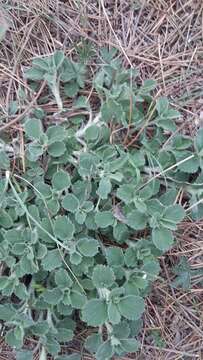 Image of horehound