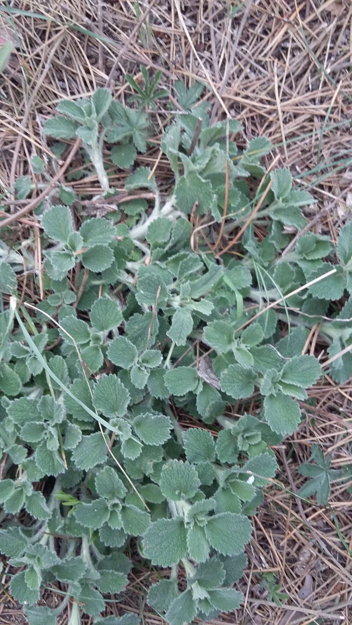 Image of horehound