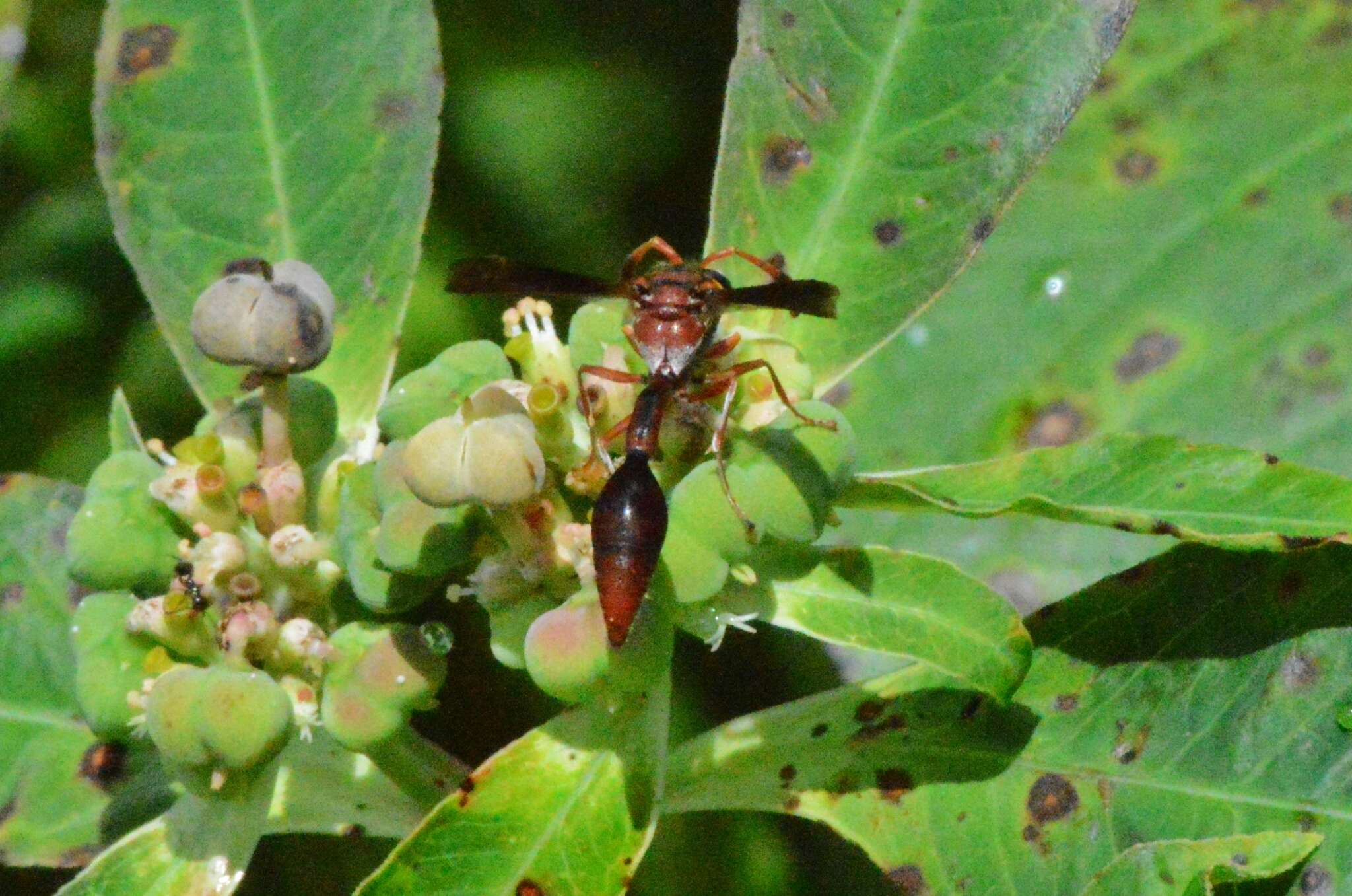 Image of Potter wasp