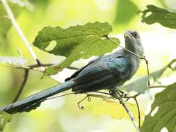 Image of Black-bellied Malkoha