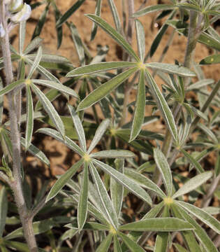 صورة Lupinus argenteus var. palmeri (S. Watson) Barneby