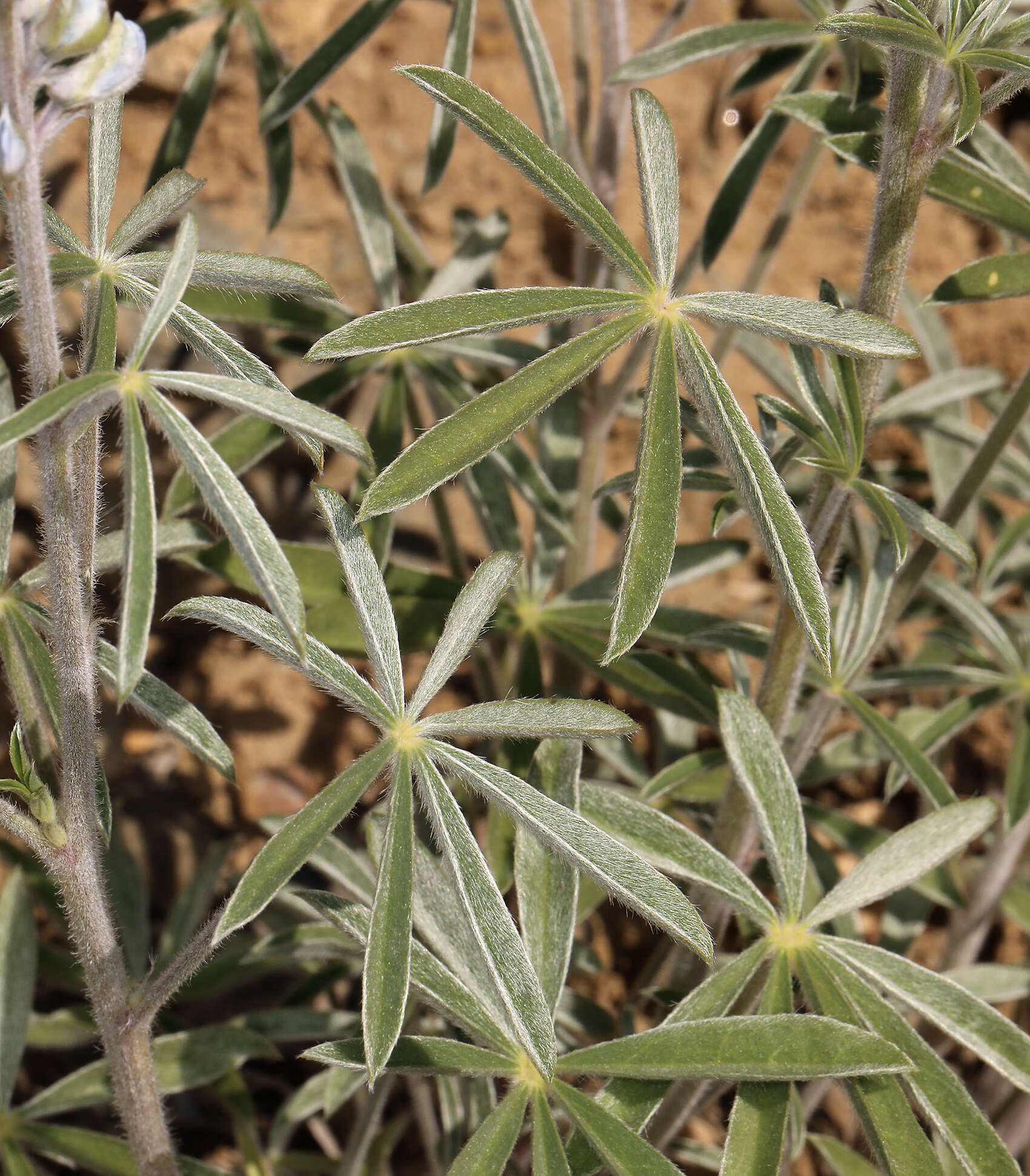 Imagem de Lupinus argenteus var. palmeri (S. Watson) Barneby