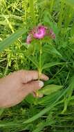 صورة Dianthus barbatus L.