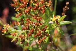 Sivun Hypericum adpressum W. C. P. Barton kuva