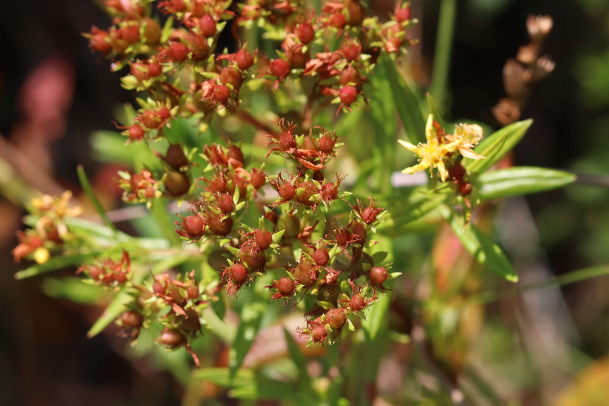 Sivun Hypericum adpressum W. C. P. Barton kuva