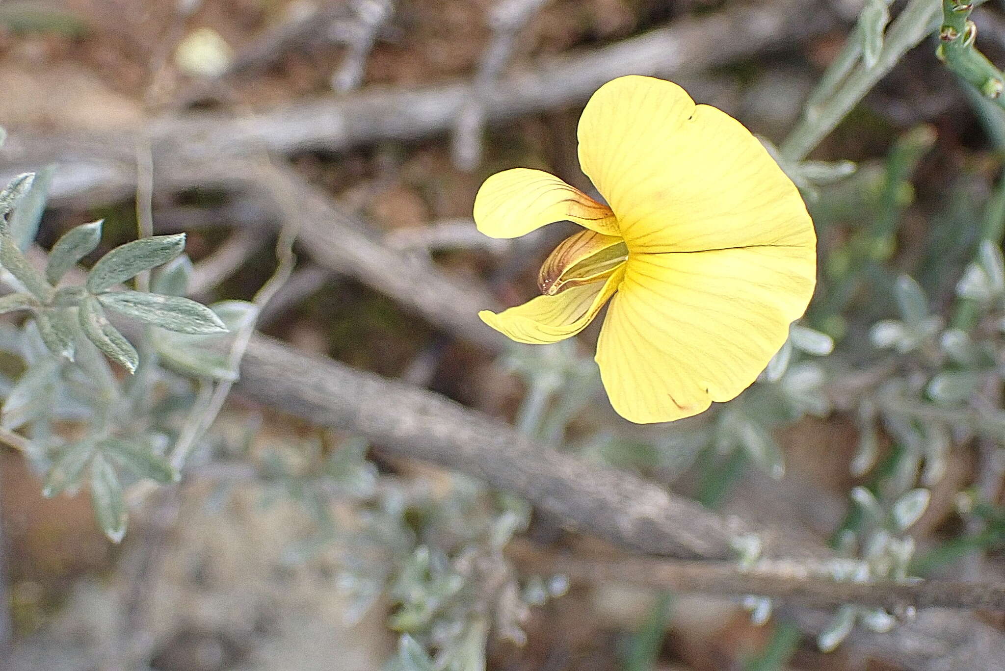 Image of Lotononis dahlgrenii B.-E. van Wyk