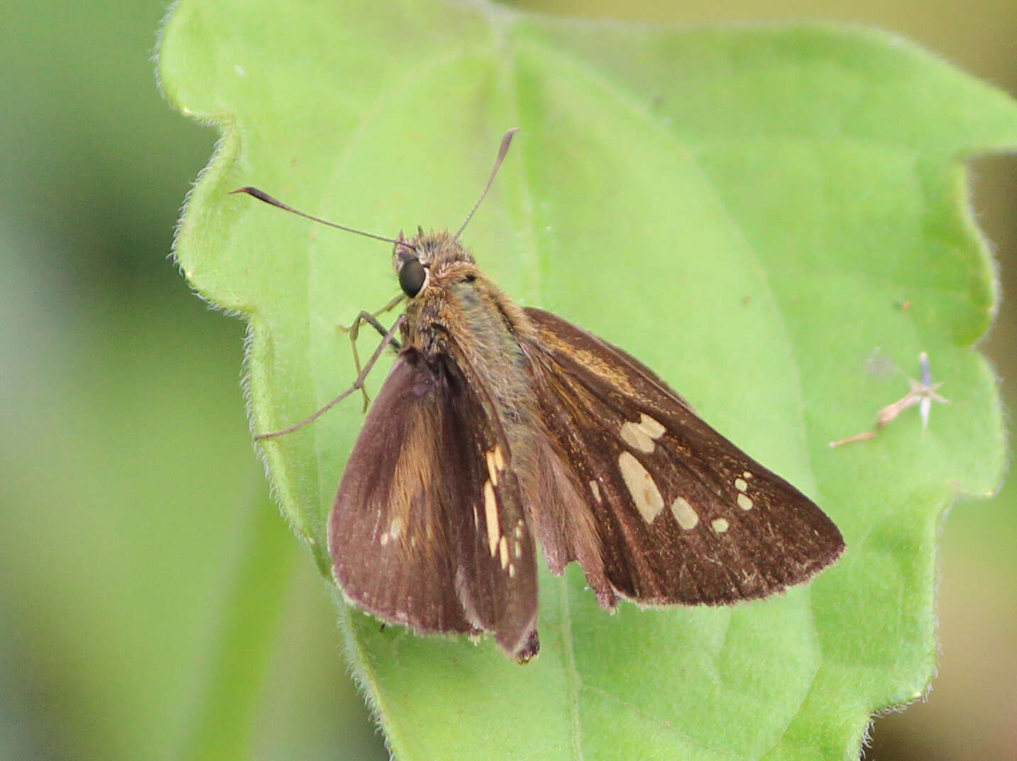 Слика од Polytremis lubricans Herrich-Schäffer 1869