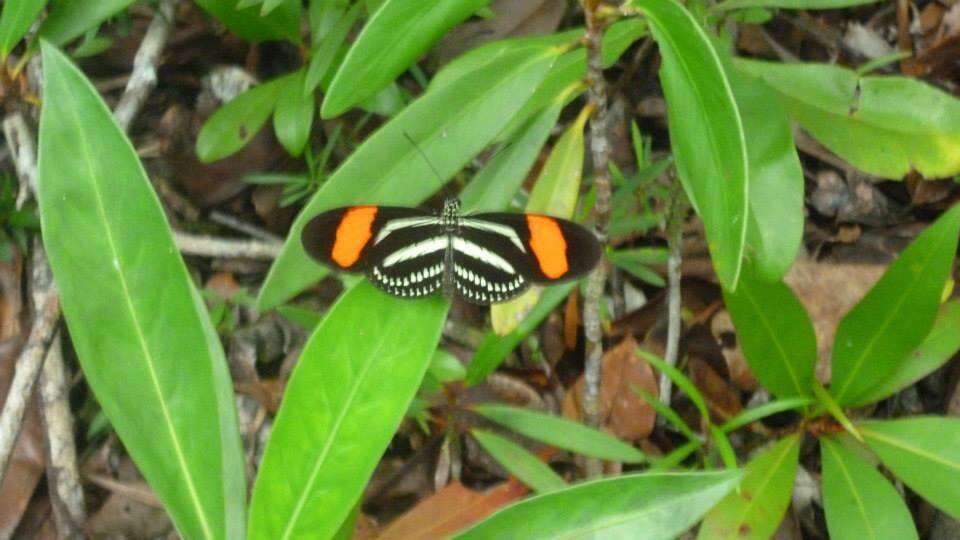 Image de Heliconius hermathena Hewitson 1853