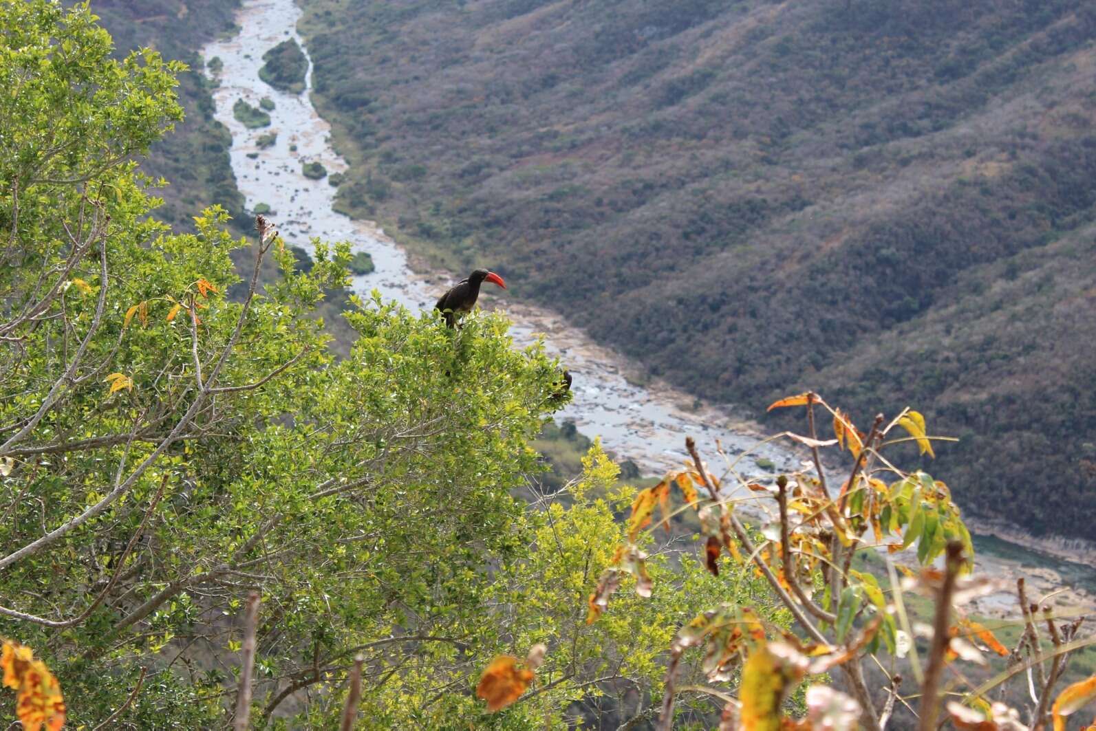 Image of Crowned Hornbill