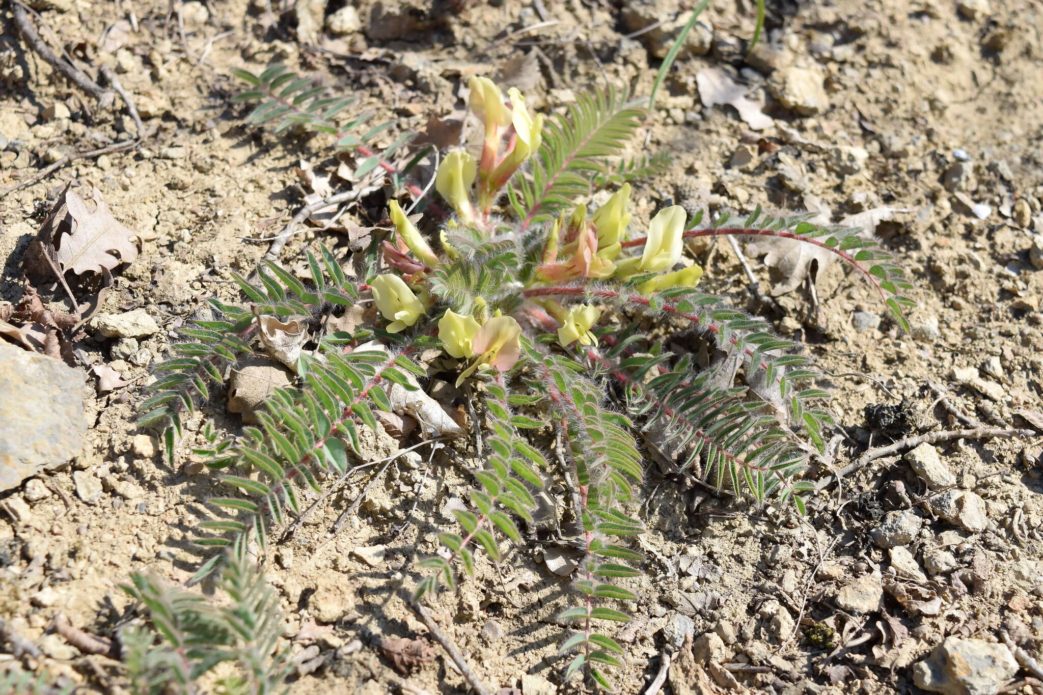 Sivun Astragalus utriger Pall. kuva