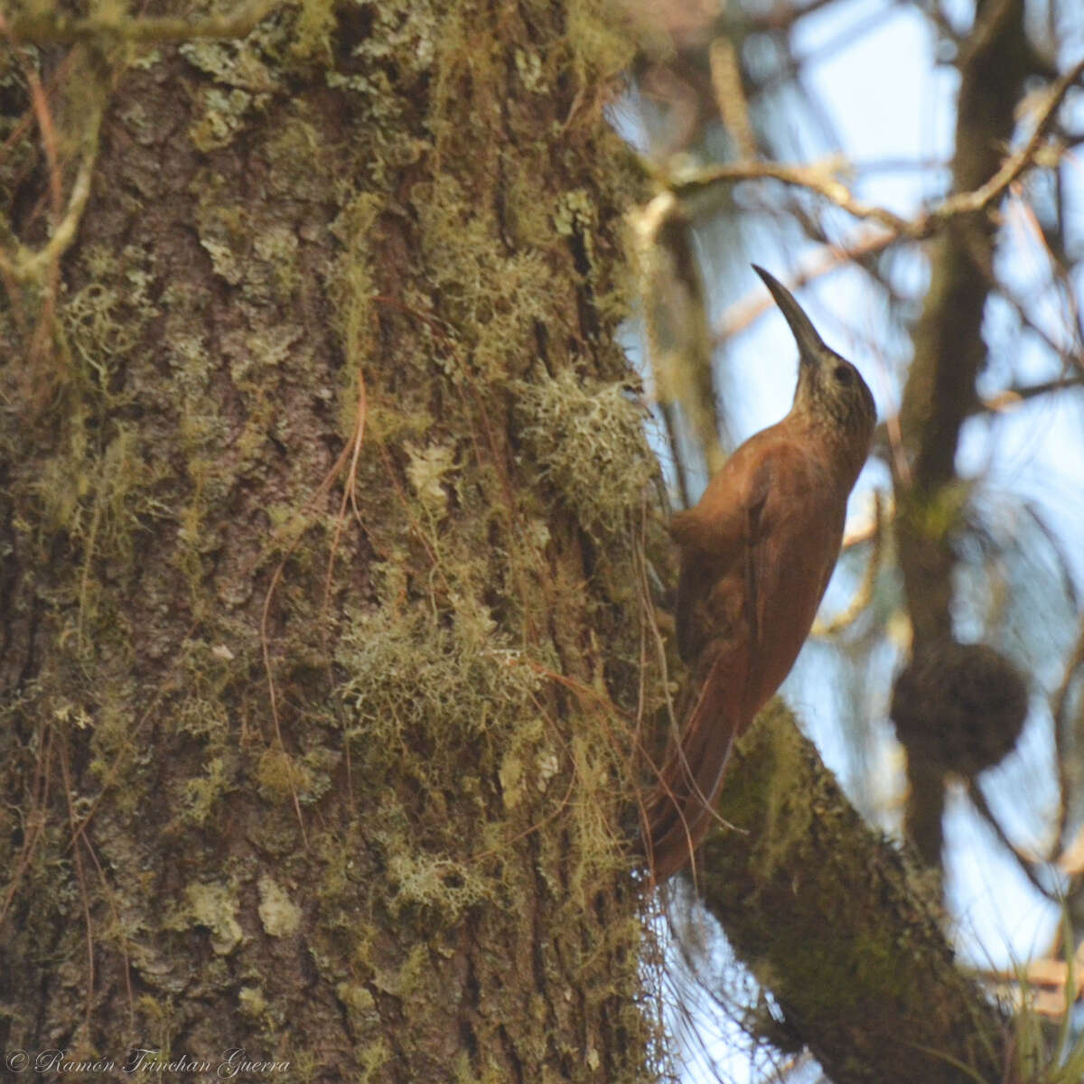 Image of Strong-billed Woodcreeper