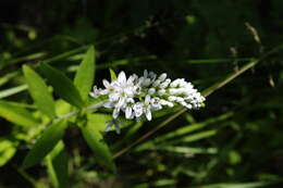 Lysimachia barystachys Bunge resmi