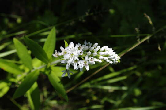 Lysimachia barystachys Bunge resmi