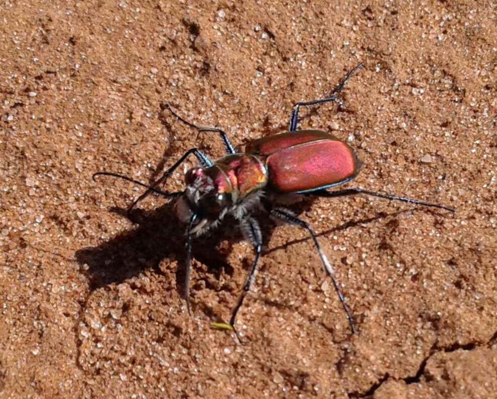 Image of Cicindela (Cicindela) formosa rutilovirescens Rumpp 1986