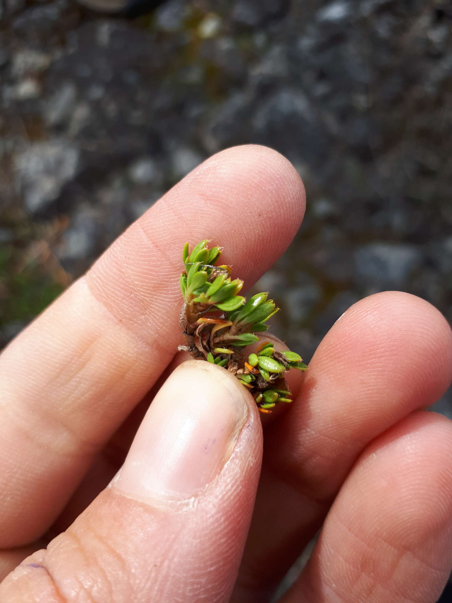 Image of Coprosma atropurpurea (Cockayne & Allan) L. B. Moore