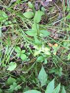 Image of American spurred gentian