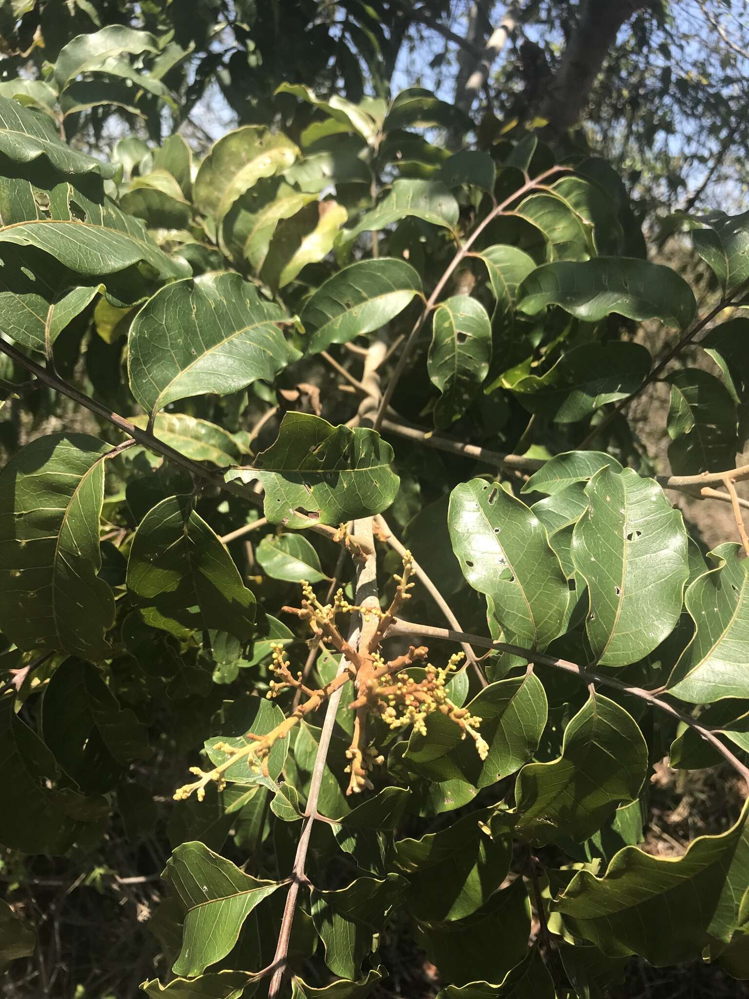 Image de Tapirira guianensis Aubl.