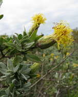 Image of Pteronia ovalifolia DC.