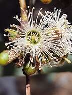 Image of Eucalyptus laeliae Podger & Chippendale