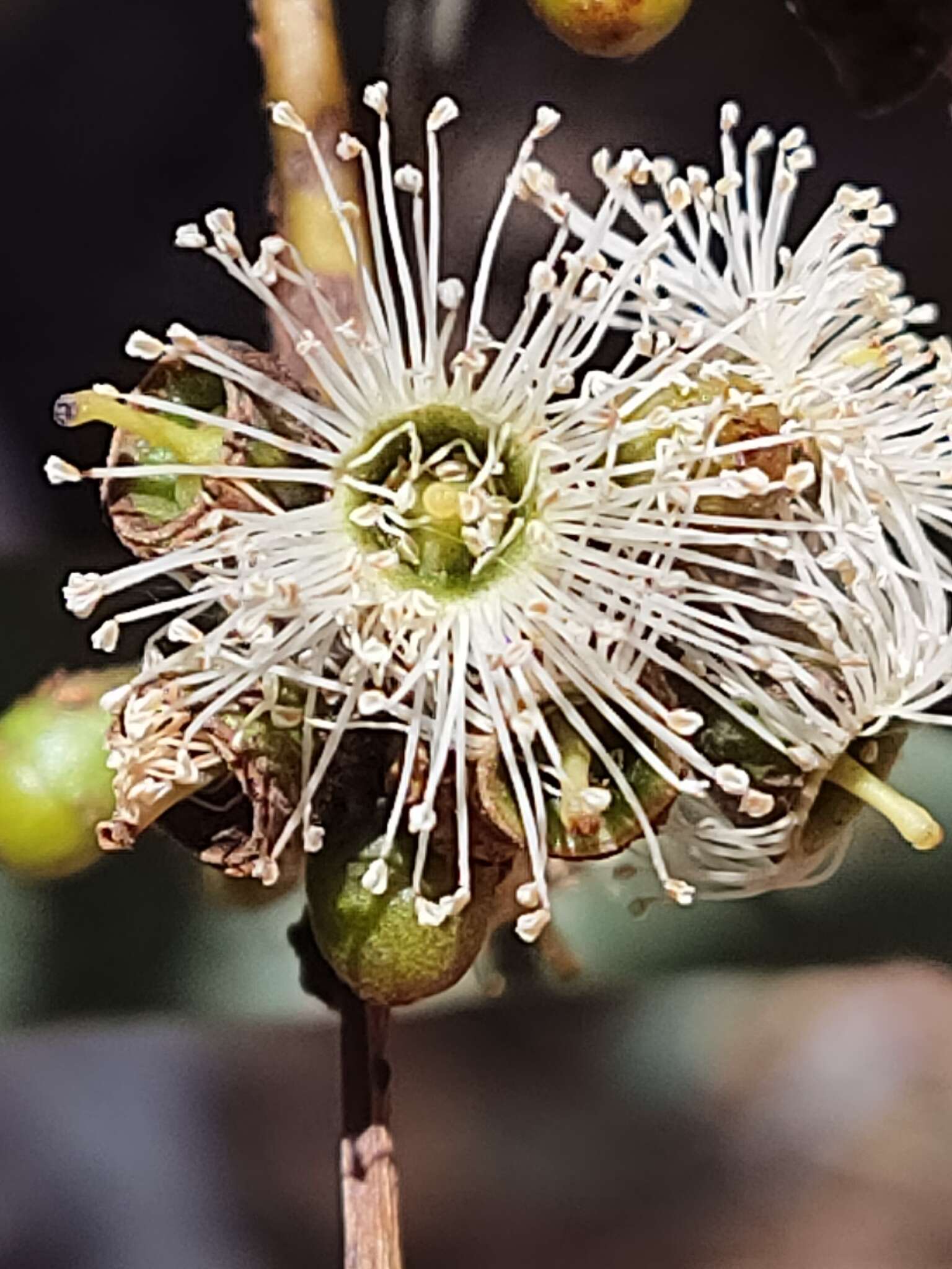 Image of Eucalyptus laeliae Podger & Chippendale