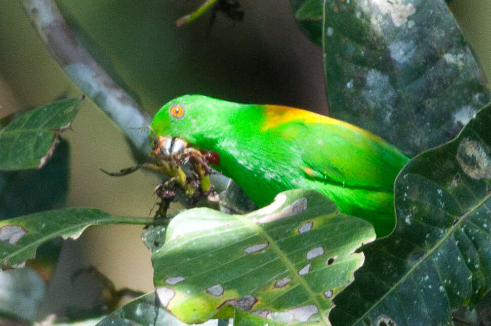 Image of Sula Hanging Parrot