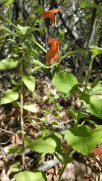 Image of monkeyflower savory