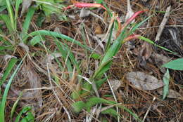 Image of Tillandsia standleyi L. B. Sm.