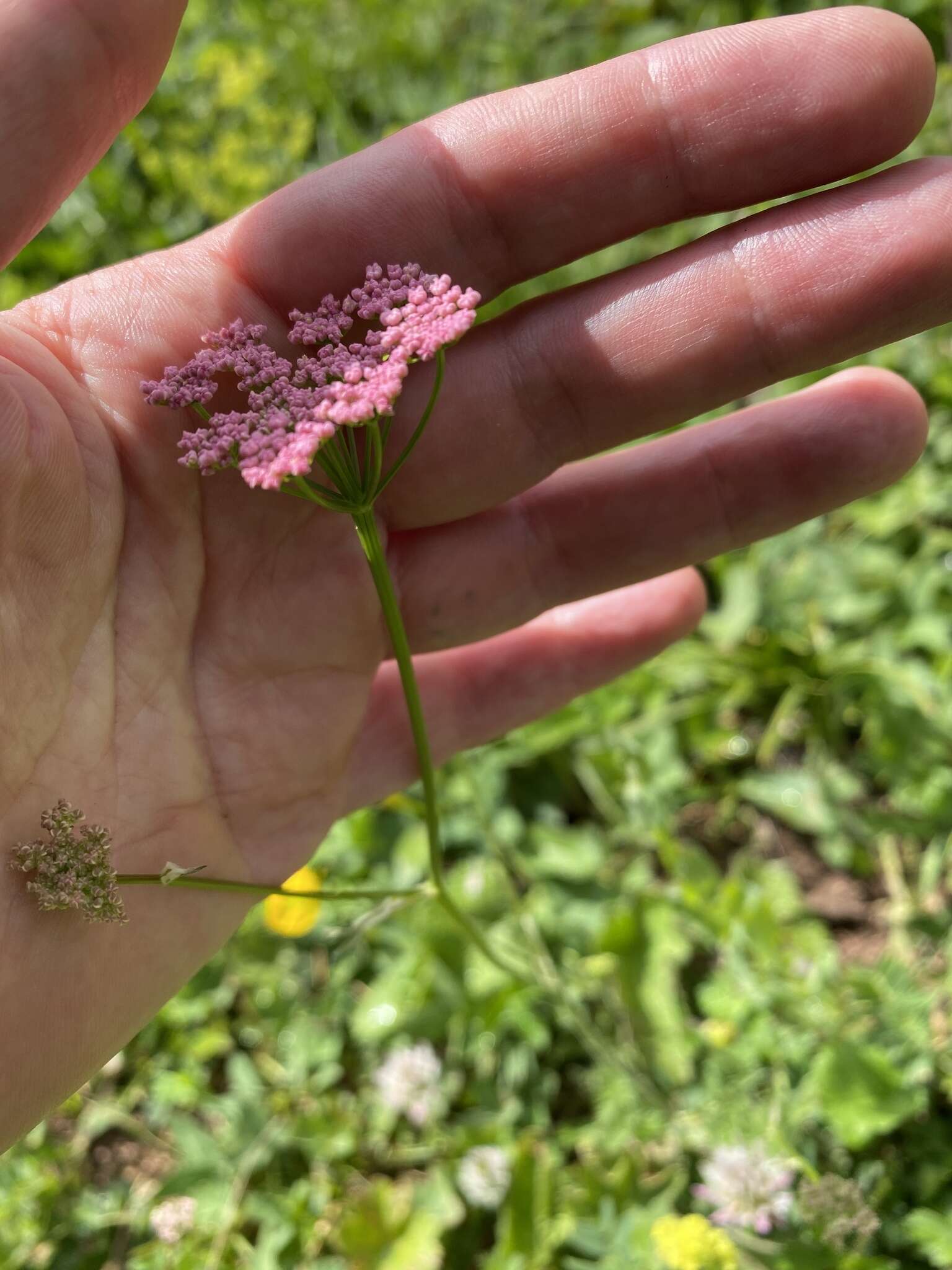 Image of Pimpinella rhodantha Boiss.