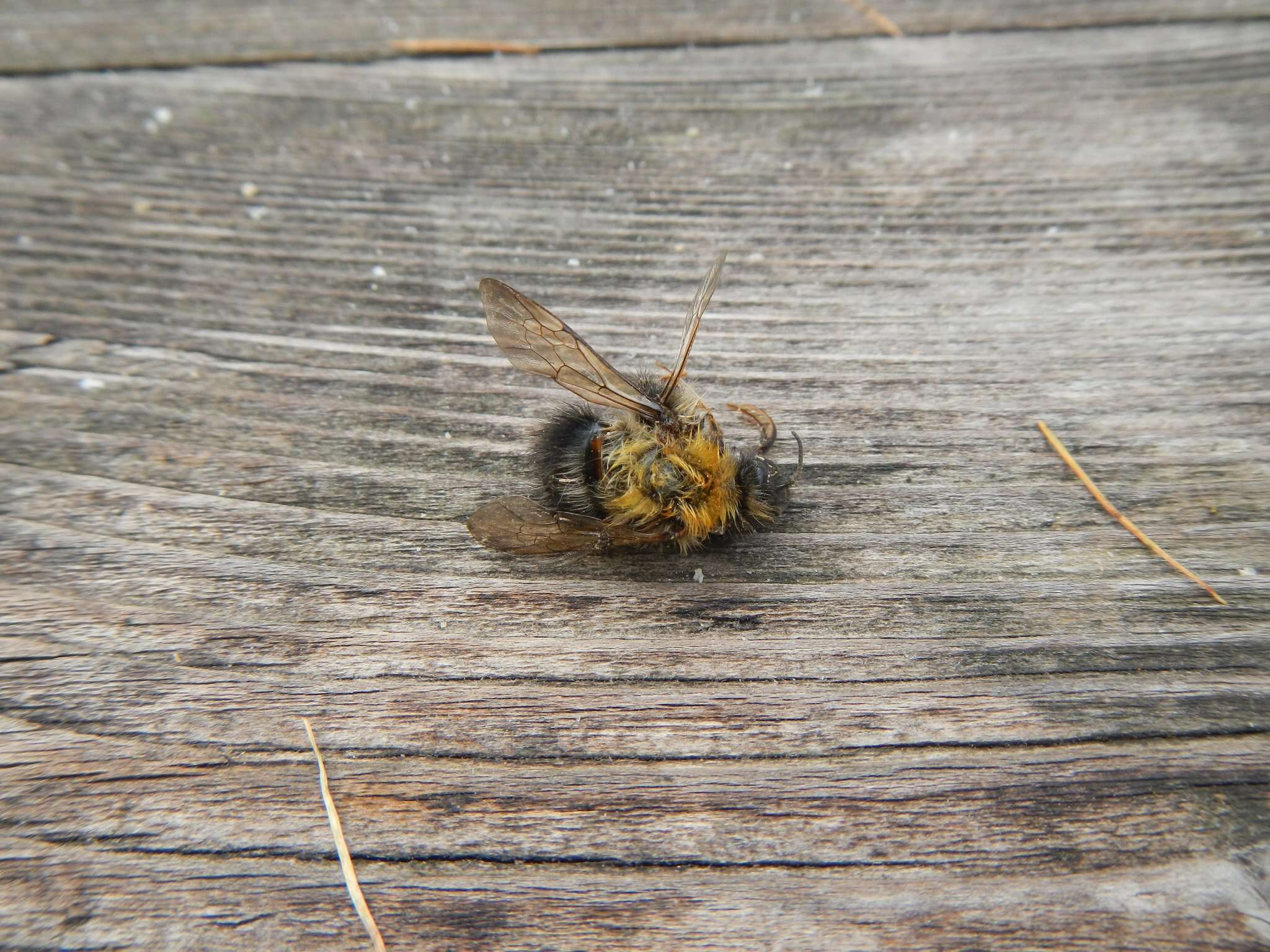 Image of Bombus gerstaeckeri Morawitz 1881