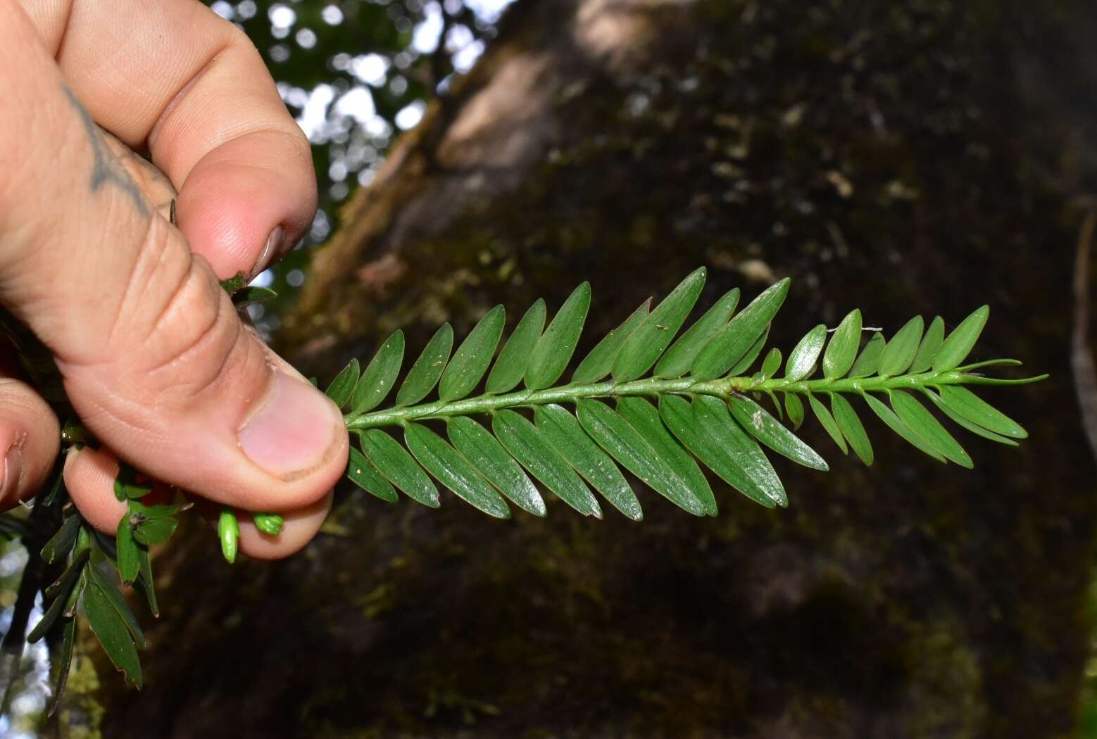 Image of Retrophyllum comptonii (J. T. Buchholz) C. N. Page