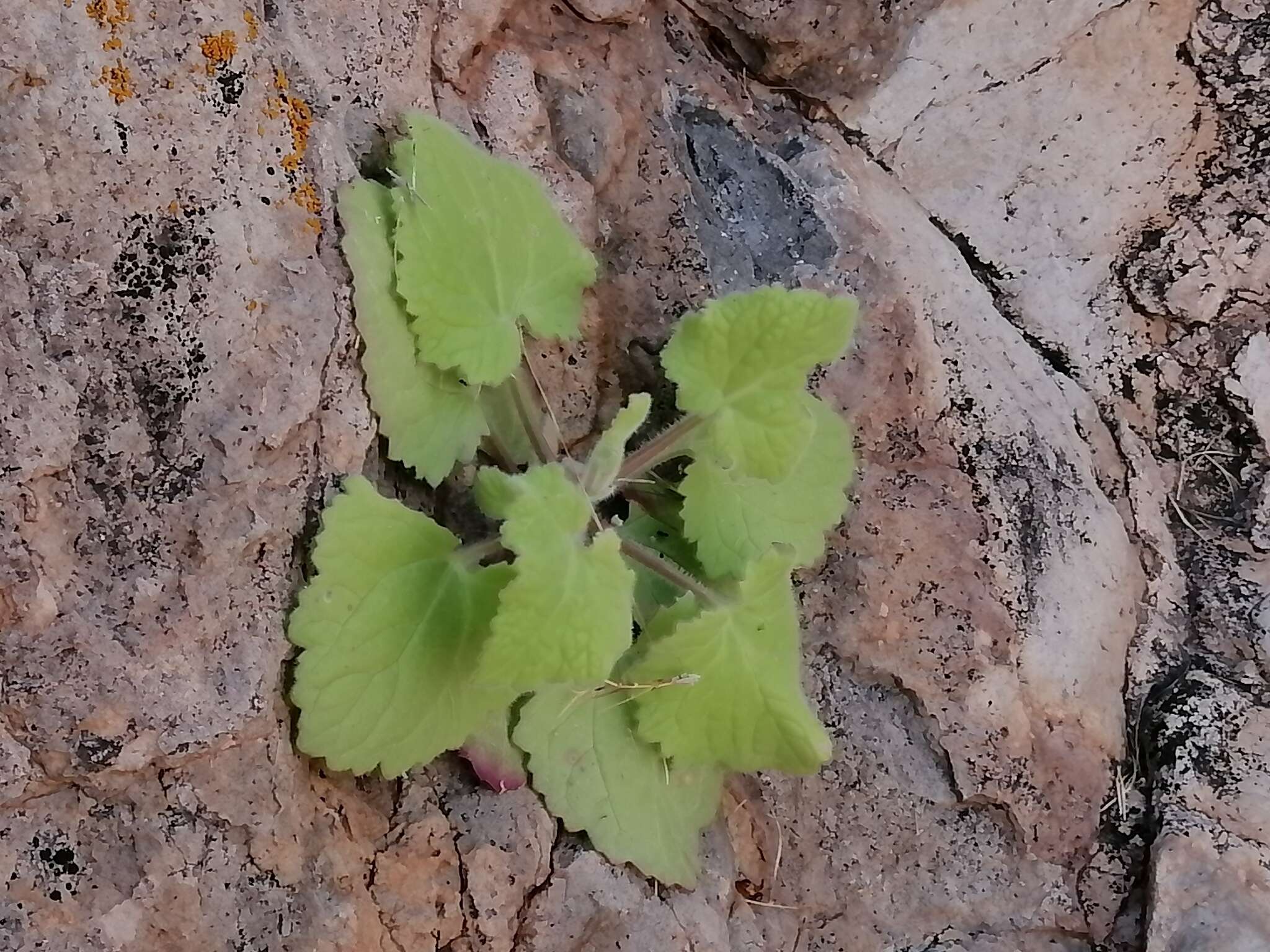 Perityle cordifolia (Rydb.) S. F. Blake resmi