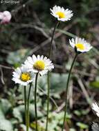 Image of Bellis sylvestris Cyr.