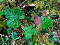 Image de Rubus buergeri Miq.