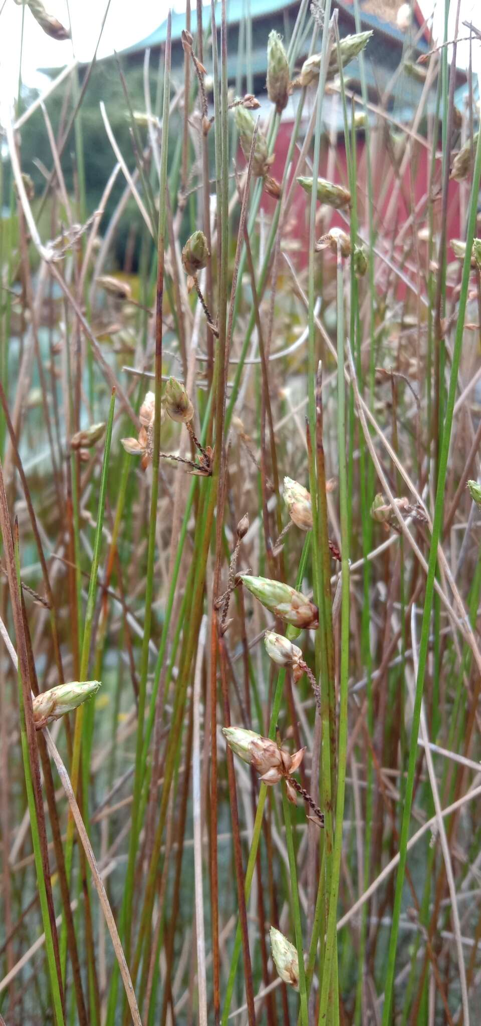 Sivun Schoenoplectiella juncoides (Roxb.) Lye kuva