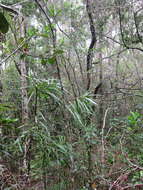 Image of Podocarpus madagascariensis Baker