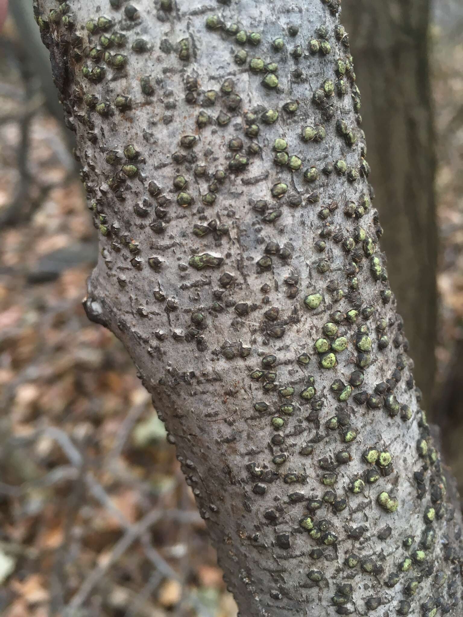 Image of Diatrype virescens (Schwein.) Cooke 1884