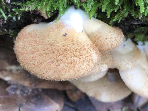 Image of Crepidotus mollis (Schaeff.) Staude 1857